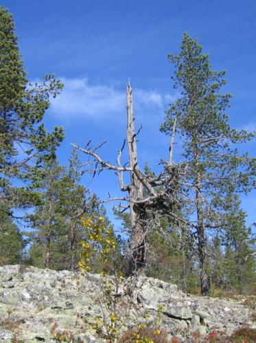 St G�ran och draken