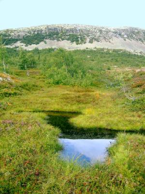 Nipfj�llet sommar